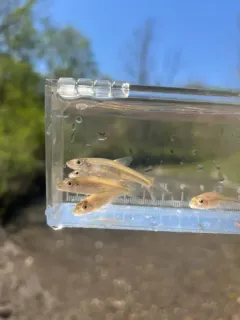 Silverjaw Minnow thumbnail 3