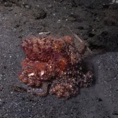 East Pacific Red Octopus thumbnail 4