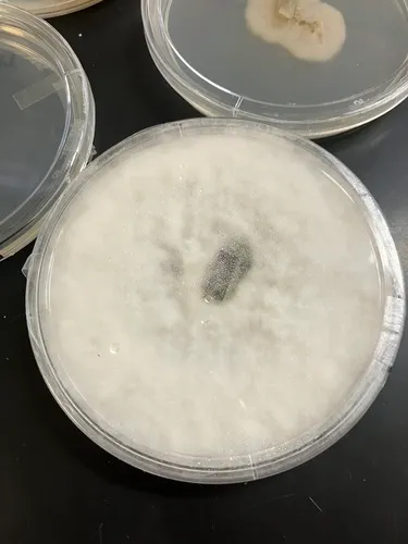 Nigrospora oryzae