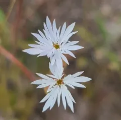 slender woodland star thumbnail 4