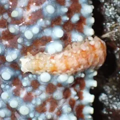 Frilled Commensal Scaleworm thumbnail 4