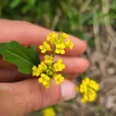 American yellowrocket thumbnail 4