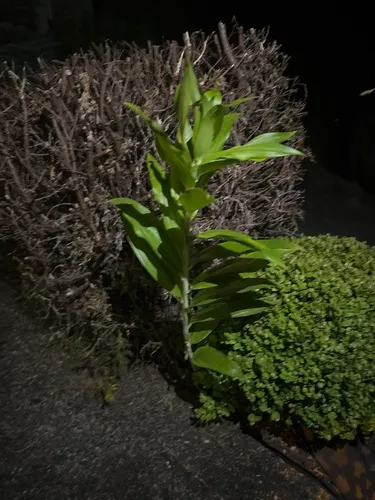 cornstalk dracaena