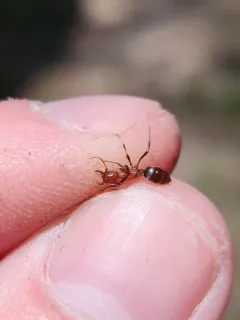 Bicolored Amazon Ant thumbnail 4