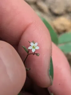 delicate gilia thumbnail 4