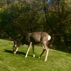 Mule Deer thumbnail 1