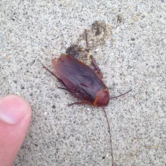 American Cockroach thumbnail 2