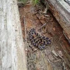 Eastern Foxsnake thumbnail 3