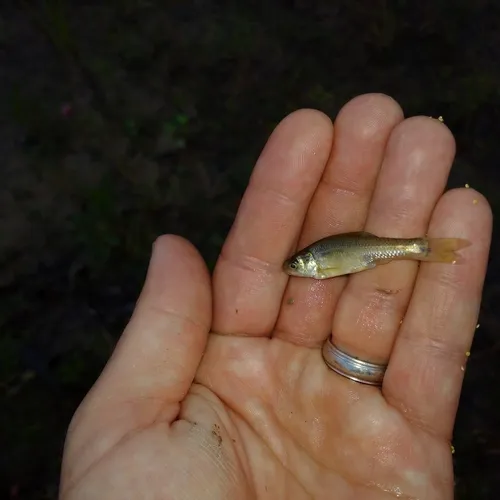 Fathead Minnow