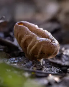 Vinegar Cup thumbnail 1
