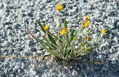 Pyrrocoma plantaginea thumbnail 2