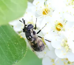 Hairy-horned Bromeliad Fly thumbnail 4