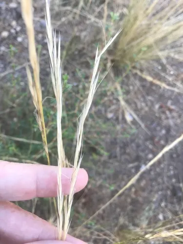 Western Needlegrass