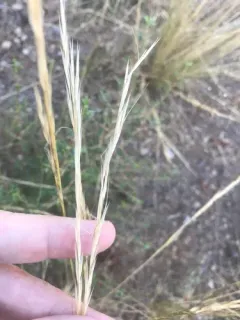 Western Needlegrass thumbnail 1