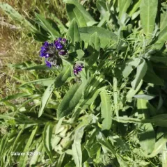 common alkanet thumbnail 4