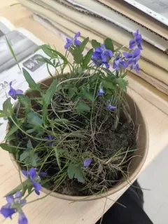 Glade Violet thumbnail 1