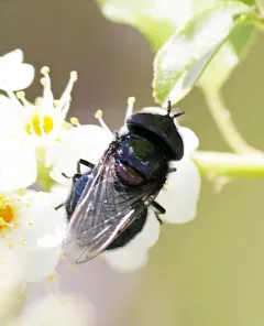 Comstock's Bromeliad Fly thumbnail 2