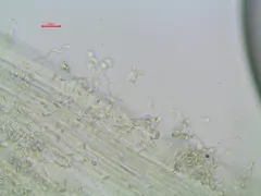 Dewdrop Bonnet thumbnail 3