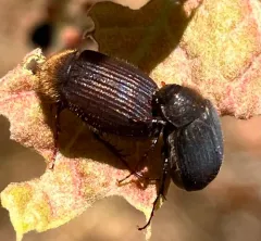 Serica iricolor thumbnail 3