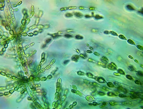 Paludicola turfosa