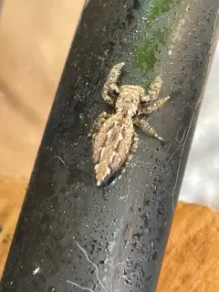 Fencepost jumping spider thumbnail 2