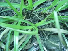 juniper sedge thumbnail 2