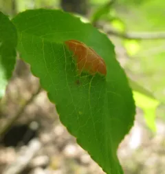 Taphrina farlowii thumbnail 4