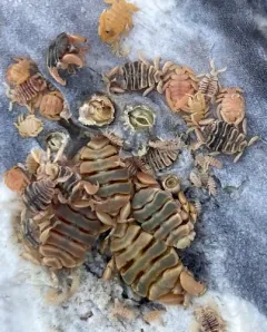 Cyamus eschrichtii thumbnail 4