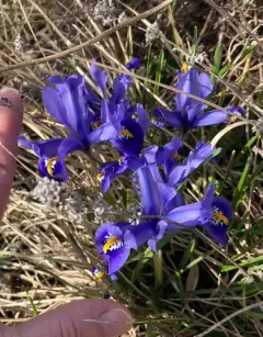 Netted Iris thumbnail 4