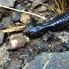 Klamath Black Salamander thumbnail 1
