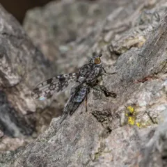 Pseudotephritis corticalis thumbnail 3