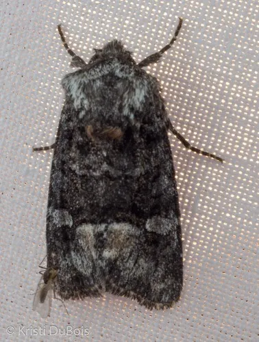 Red-spot Polia Moth