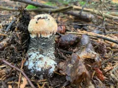 Leccinum atrostipitatum thumbnail 2
