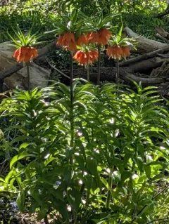 Crown imperial thumbnail 4