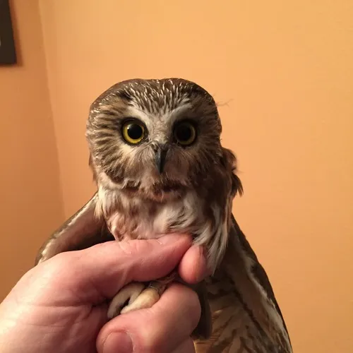 Northern Saw-whet Owl