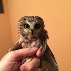 Northern Saw-whet Owl thumbnail 1