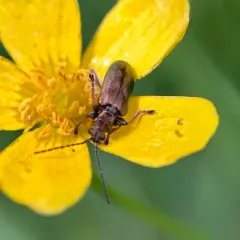 Little reed beetle thumbnail 3