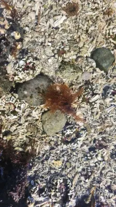 Gloiosiphonia verticillaris thumbnail 3