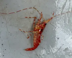 Coonstriped Shrimp thumbnail 4