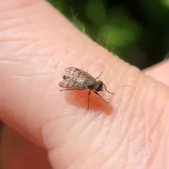 Rhagio plumbeus thumbnail 4