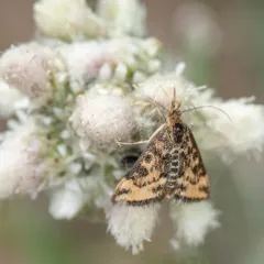 Mottled Pyrausta Moth thumbnail 4