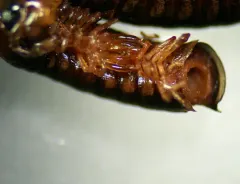 Litiulus alaskanus thumbnail 4