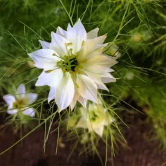 love-in-a-mist thumbnail 3