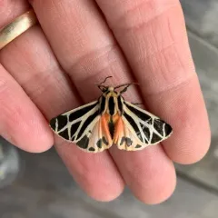 Harnessed Tiger Moth thumbnail 4