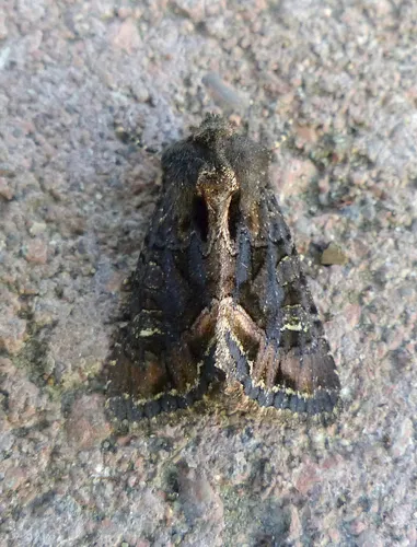 Dryotype opina