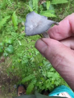 Helvella fibrosa thumbnail 4