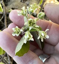 Nantucket Shadbush thumbnail 4