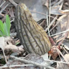 black morel thumbnail 2