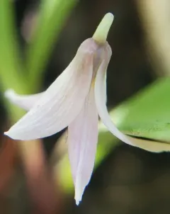 Minnesota dwarf trout lily thumbnail 4