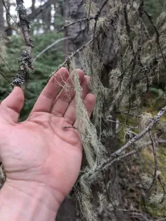Angel's Hair thumbnail 4
